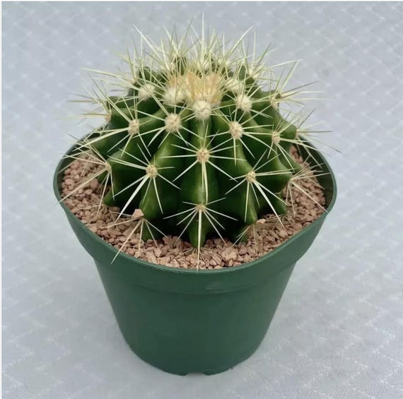 Most Popular - Golden Barrel Cactus - Bright Yellow Flowers - 'Echinocactus  grusonii' - Low Maintenance - Etsy sterreich