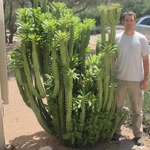 Unique Branching Columnar - Sullu Surge - Tiny Yellow Flowers - &#39;Euphorbia Royleana&#39; - Branches Profusely