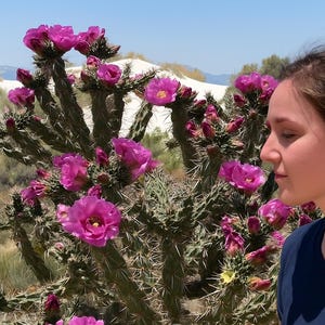 Cold Hardy - Cane Cholla Cactus - Great for Propagation - &#39;Cylindropuntia spinosior&#39; - Rust Orange Flowers