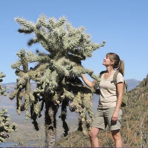May include: A large, tall cholla cactus with numerous segmented, spiny, light green branches standing against a clear blue sky. The cactus features a thick, textured, woody trunk and a dense, sprawling canopy of sharp, needle-like spines.
