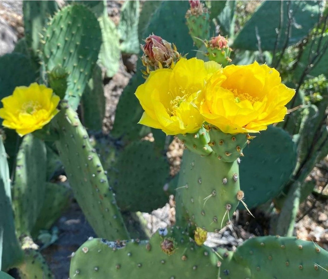 Opuntia Laevis smooth Spineless Prickly Pear Cactus Succulent plant Etsy
