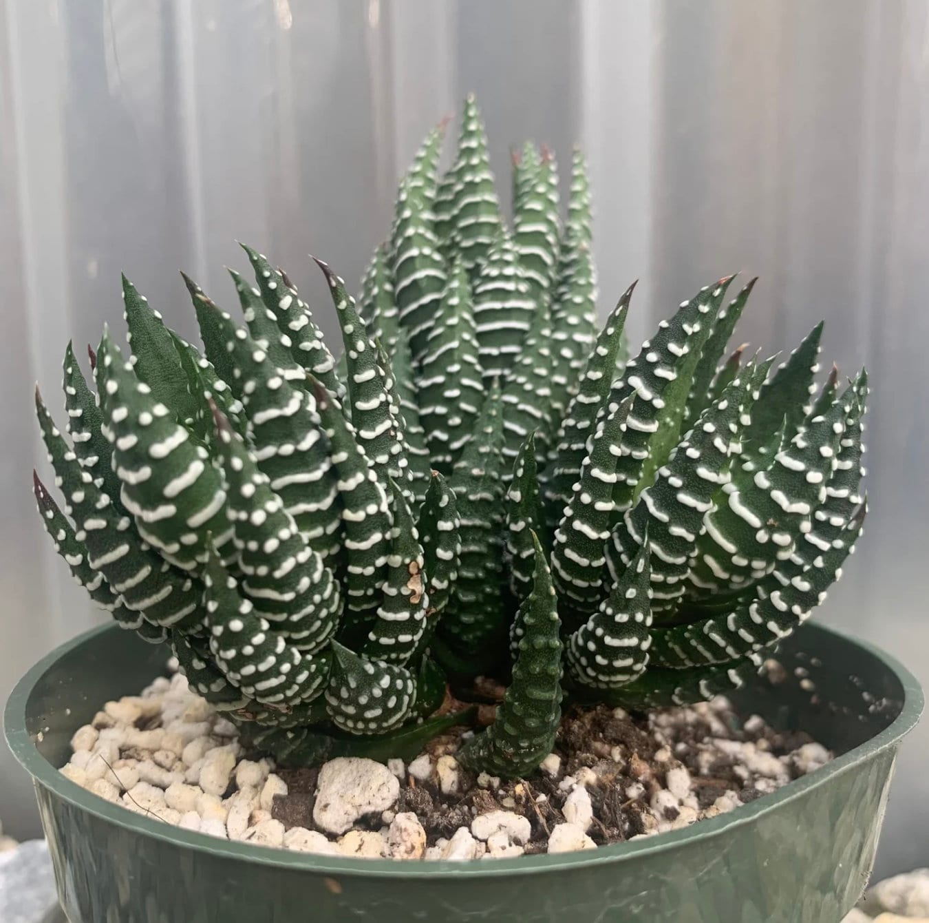 White Stripes - Zebra Plant - Touchably Textured - 'haworthiopsis Fasciata'  - Ideal for Small Spaces - Etsy