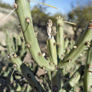Yellowish Flowers - Arizona Pencil Cholla Cactus Cutting - Quick to Root - &#39;Cylindropuntia arbuscula&#39; - Bushy Form