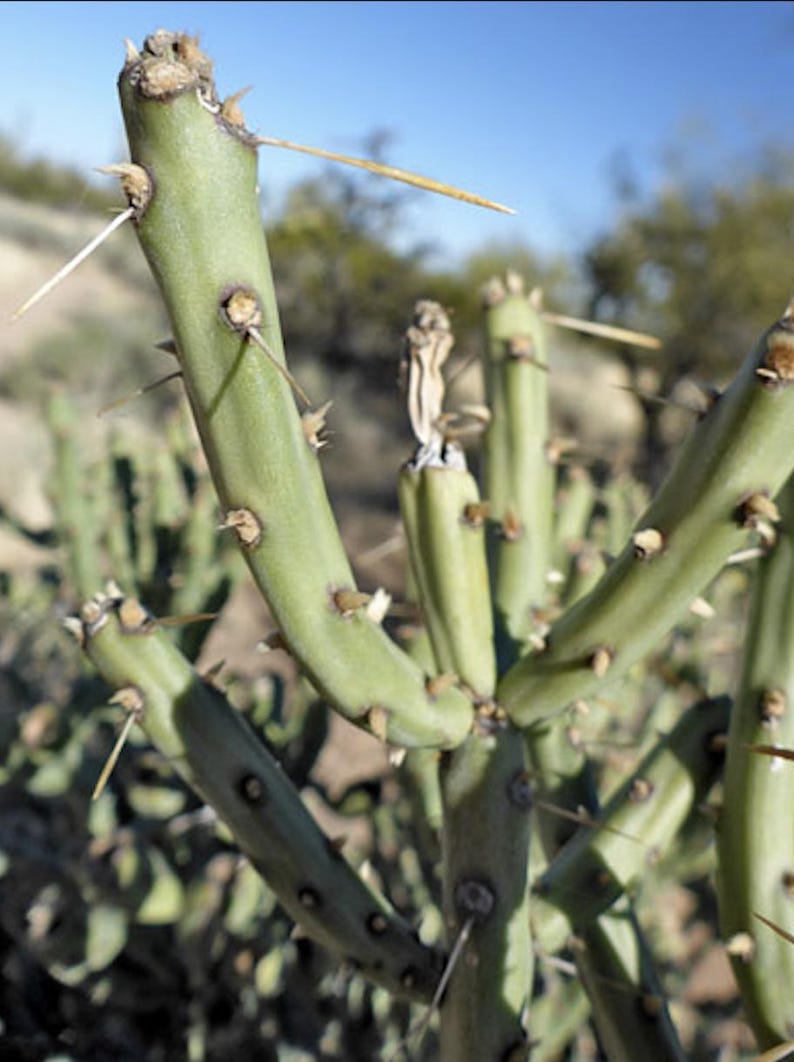 Yellowish Flowers - Arizona Pencil Cholla Cactus Cutting - Quick to ...