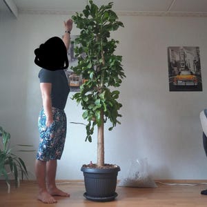 Bouture de figue de Barbarie du Brésil : coussinets ondulés en forme d'arbre