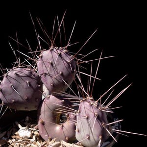 Seasonal Purple - Goldie Rita Prickly Pear Cactus Cutting - Propagates Well