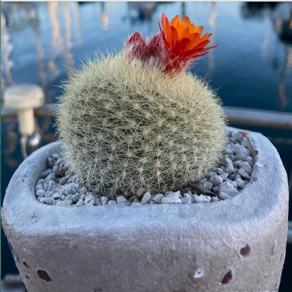 Parodia haselbergii (Scarlet Ball Cactus)  2 or 4 Inch Pot