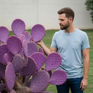 Vibrant Purple Seasonal Coloration - Santa Rita Cactus Cutting - Easy to Root - 'Opuntia violacea' - Stunning Pad