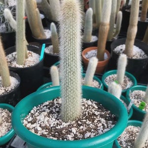 Soft White Hairy - Silver Torch Cactus - Striking Silver Spines - &#39;Cleistocactus strausii&#39; - Tall Columnar