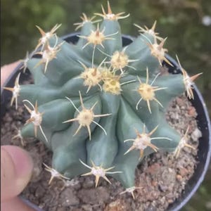May include: A close-up of a small, blue-green cactus in a black pot. The cactus has a star-like shape with multiple points, each adorned with clusters of yellow and white spines. The soil is visible at the base of the plant.
