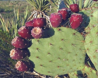 Opuntia discata (Prickly Pear Cactus) Large Cutting