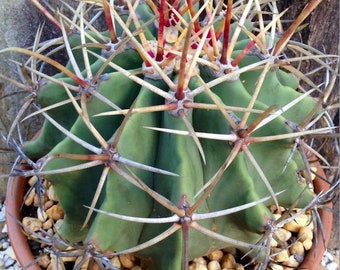 Ferocactus emoryi (Emory's Barrel Cactus) 2 or 4 Inch Pot