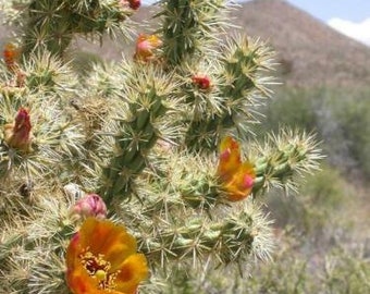 Cylindropuntia acanthocarpa (Buckhorn Cholla Cactus)  Cutting