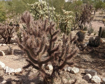 Cylindropuntia x campii (Red Teddy Bear Cholla) cactus - succulent -plant