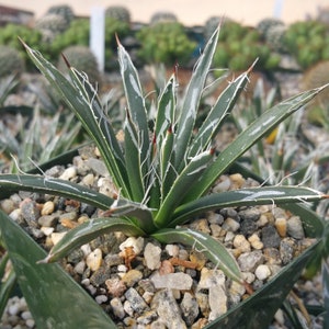 Agave toumeyana var. bella (Fairy Ring Agave)  2, 4 or 6 Inch Pot