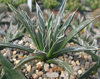 Agave toumeyana var. bella (Fairy Ring Agave)  2, 4 or 6 Inch Pot