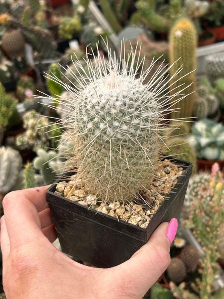 Mammillaria Geminispina Nobilis Cactus: Long White Spines, Pinkish Red  Flowers - Etsy