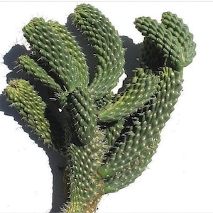 Fast Growing - Boxing Glove Cactus Cutting - Trouble-Free Rooting - &#39;Cylindropuntia fulgida mamillata&#39; - Monstrose Form