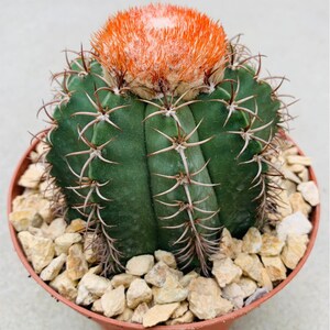 monstera esqueleto Buy Monstera Esqueleto ~ Rare Houseplant – AroidHouse