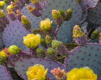 Opuntia santa rita (Purple  Prickly Pear Cactus) Normal or Crested Cutting