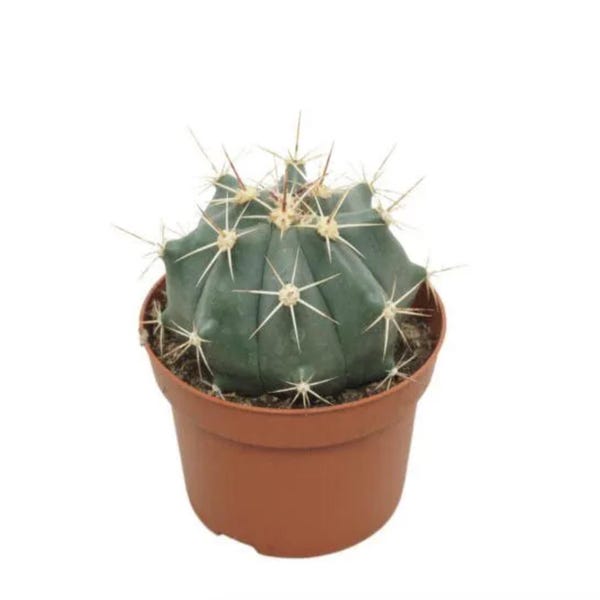 Alamos Barrel Cactus Plant (2" or 4") - Yellow Flower - Ferocactus pottsii