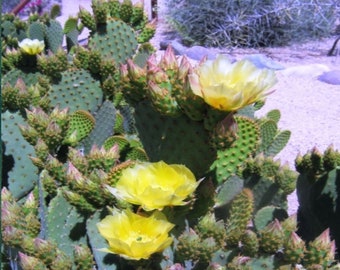 Opuntia lubrica (Prickly Pear Cactus)  Cutting