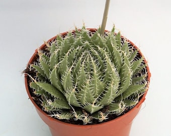 Aloe "purple People Eater, 2 Plants, Fully Rooted Hybrid - Etsy Canada