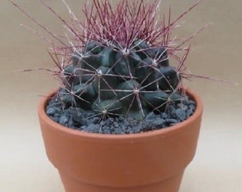 Ferocactus hamatacanthus (Fishhook Barrel Cactus)  2, 3.5 or 6 Inch Pot