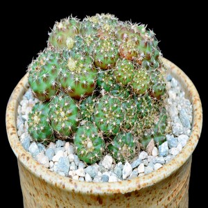 Frailea cataphracta Cactus  2 Inch Pot