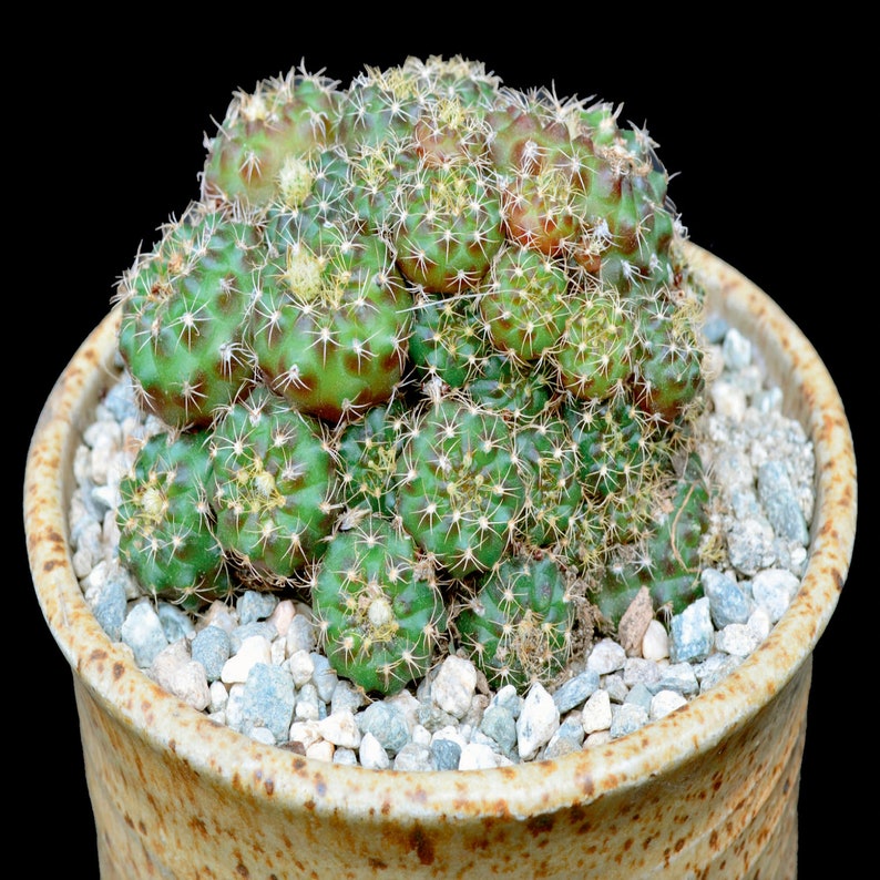 Frailea cataphracta Cactus 2 Inch Pot image 1