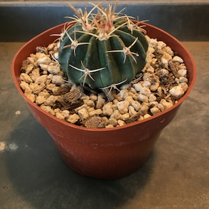 Cold Hardy - Horse Crippler Cactus - Flat Barrel Shape - &#39;Echinocactus texensis&#39; - Pinkish Flowers
