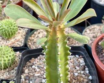 Euphorbia Royleana (Suculenta Sullu Spurge) Maceta de 6 pulgadas