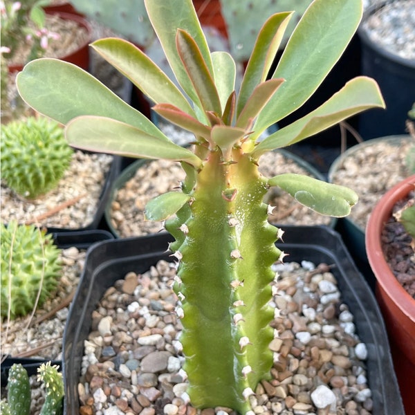 Euphorbia Royleana (Sullu Spurge Succulent)   6 Inch Pot