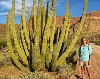 Creeping Devil Cactus - Stenocereus Eruca - Caterpillar Cactus or Walking  Cactus. Prostrate Growth, Horizontal Stems, Very Spiny and Unique! - Etsy