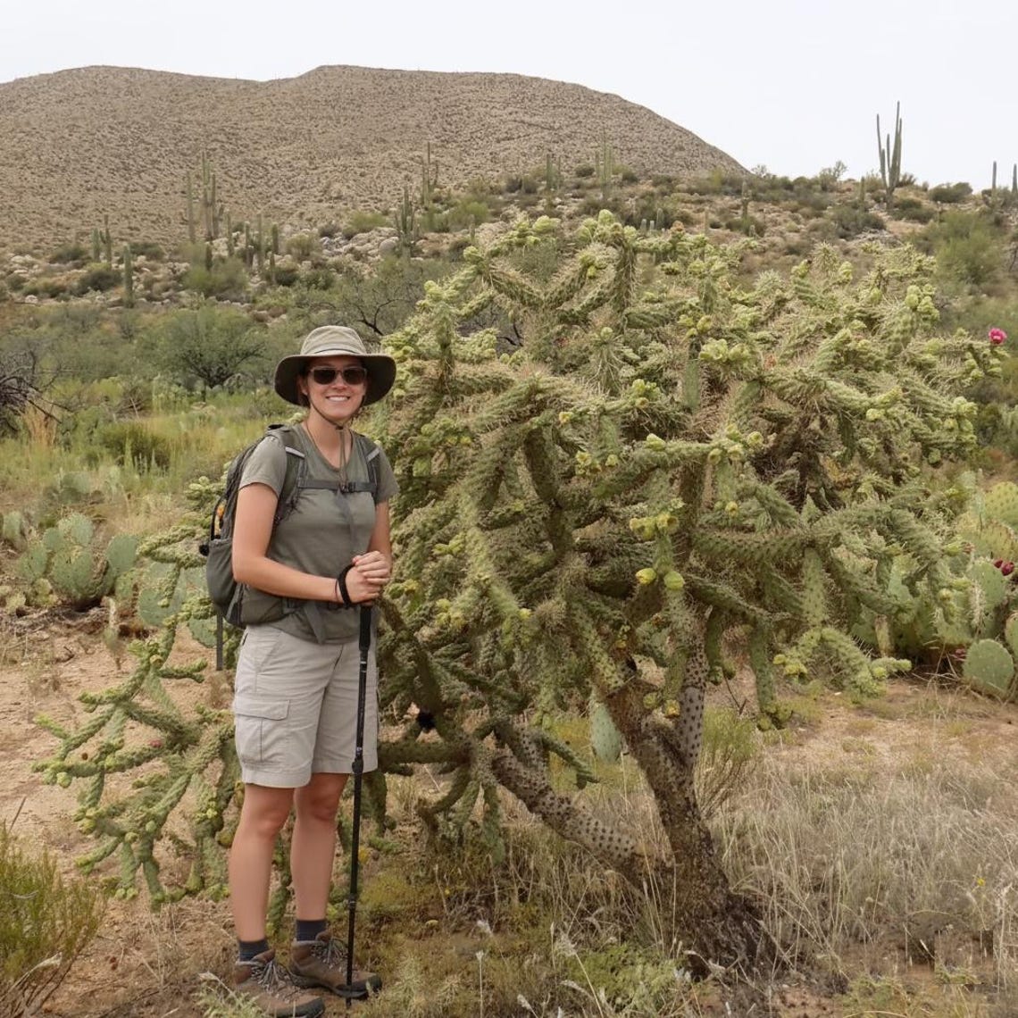 Chain Fruit Cholla Cactus Cutting: Pink Flowers, Ready for Propagation ...