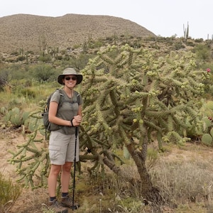 Chain Fruit Cholla Cactus Plant (Cutting) - Pet Superfood - Cylindropuntia fulgida mamillata