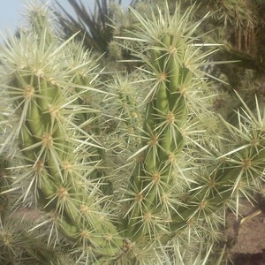 Razor Sharp Spines - Jumping Cholla Cactus Cutting - Effortless Propagation - &#39;Cylindropuntia fulgida&#39; - Arizona Native