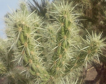 Cylindropuntia fulgida var fulgida (Jumping Cholla Cactus)  Cutting