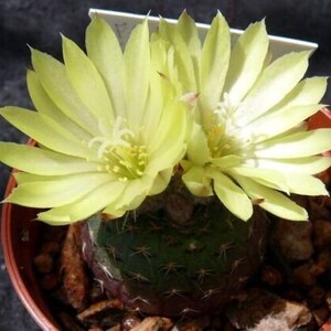 Frailea cataphracta Cactus 2 Inch Pot afbeelding 3