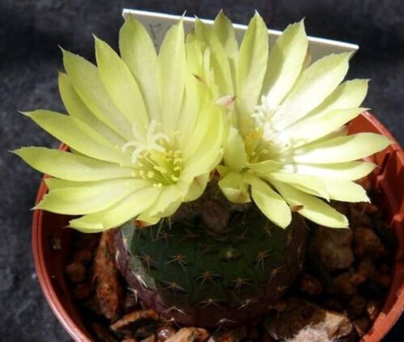 Frailea cataphracta Cactus 2 Inch Pot afbeelding 3