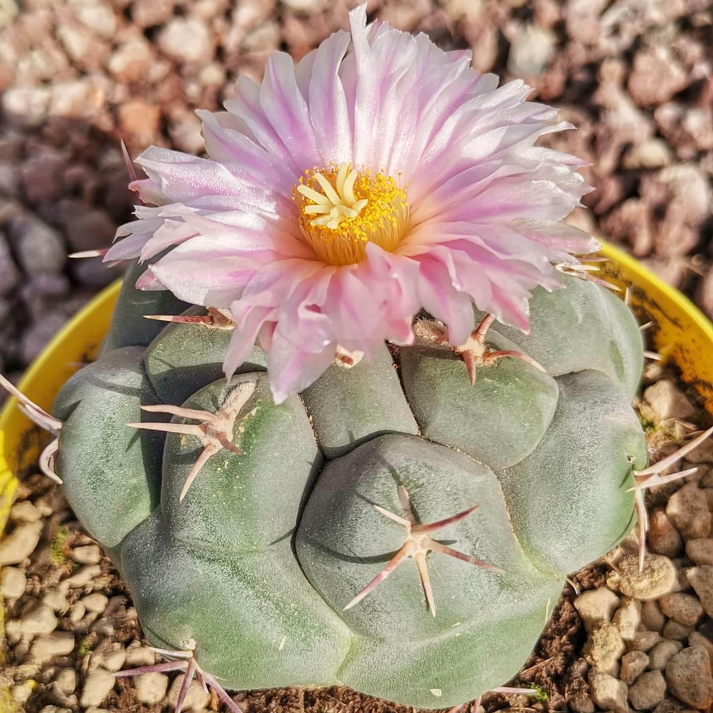 Copiapoa Seeds - Etsy