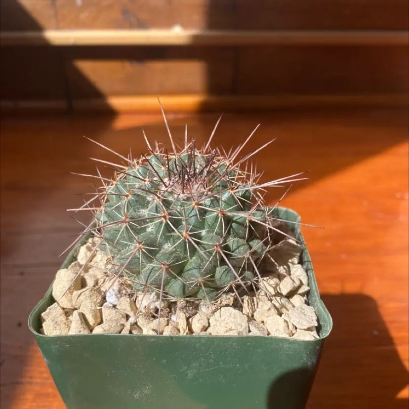 Large Pink Flowers - Mammillaria Melanocentra Rubrograndis - Winter  Blooming - Etsy