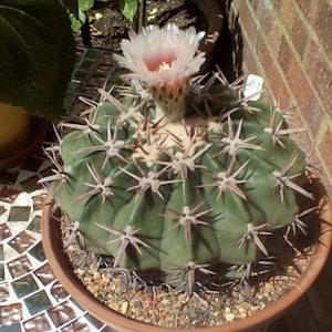 Echinocactus texensis (Horse Crippler Cactus)  2, 4 or 6 Inch pot