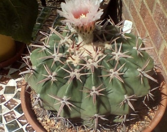 Echinocactus texensis (Horse Crippler Cactus)  2, 4 or 6 Inch pot