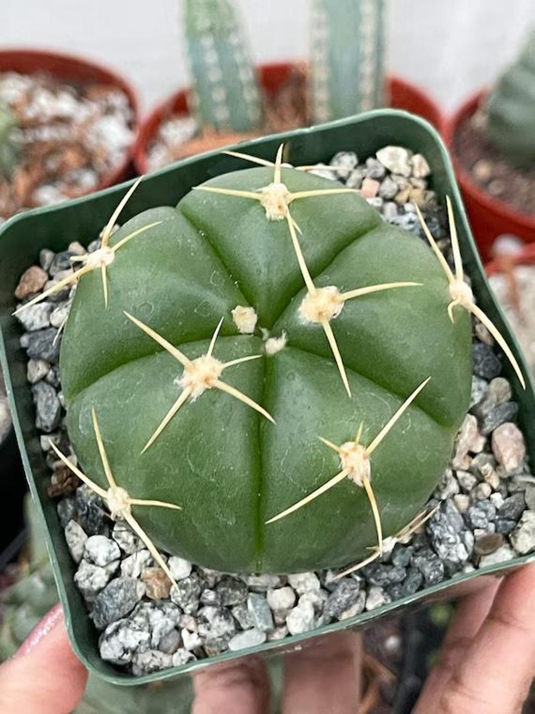 Pink to White Flowers - Spider Cactus - Curved Spines