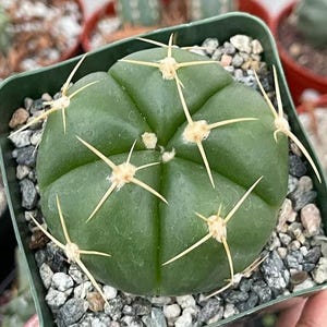 Spider Cactus - Etsy