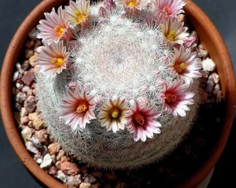 Mammillaria candida (Snowball Cushion Cactus)  2, 3.5 or 6 Inch Pot