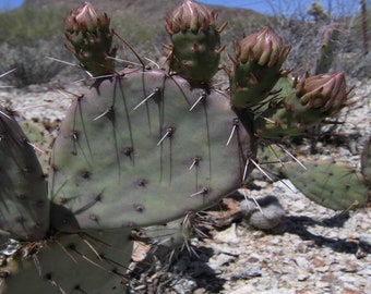 Opuntia blakeana (Purple Prickly Pear Cactus)  Cutting