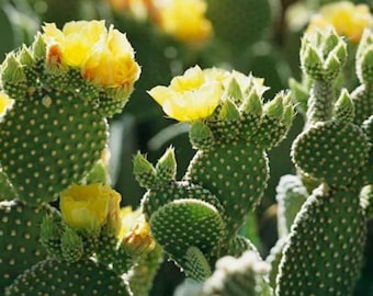 Opuntia microdasys pallida (Giant Yellow Bunny Ears Cactus)  Cutting & 4 Inch Pot