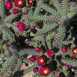 Cold Hardy - Cane Cholla Cactus - Great for Propagation - &#39;Cylindropuntia spinosior&#39; - Rust Orange Flowers